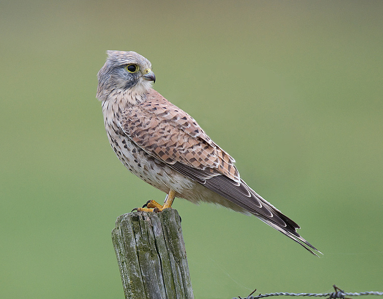 data-lemmaid="3516708">脊索动物门 /a>,鸟纲,隼形目,隼科隼属类生物