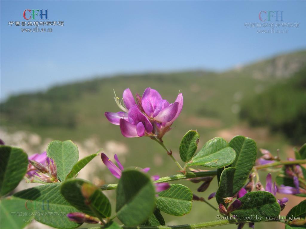  p>铁鞭草,中药名.