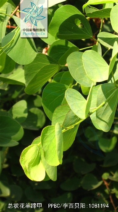 总状花羊蹄甲