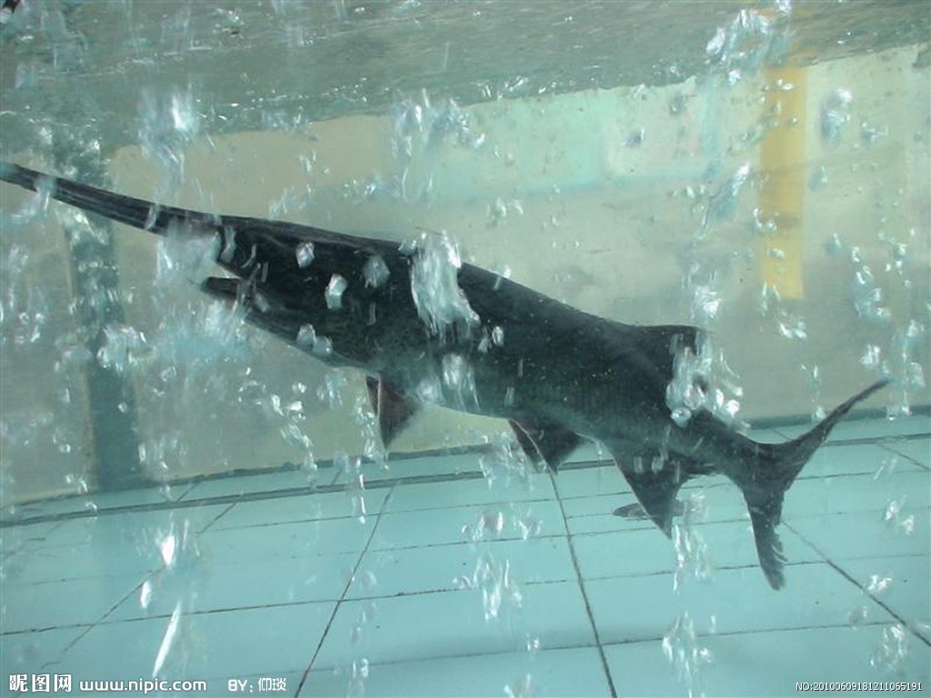 世界十大淡水鱼