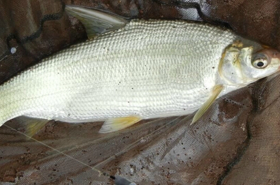  p>银鲴(学名: i>xenocypris argentea) /i>是鲤科,鲴属温性鱼类.