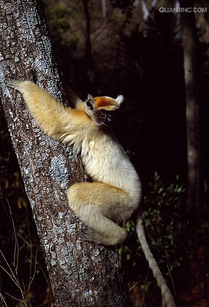  p>金冠狐猴属于动物界, a href="#" data-lemmaid="525725">哺乳纲 