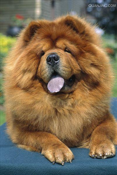 松狮犬chowchow