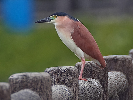  p>棕夜鹭(英文名称:rufous night-heron, nankeen night heron