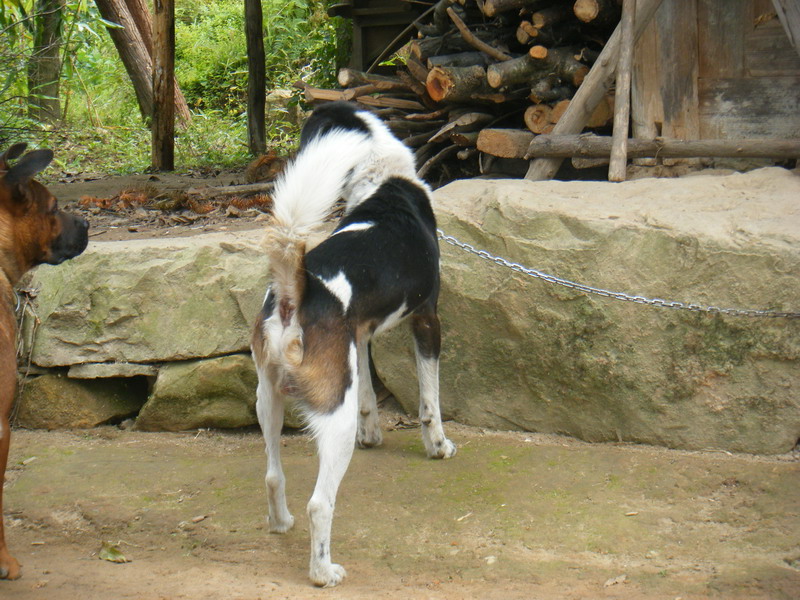  p>四川凉山犬是山地猎犬,是彝族人常用的猎犬,当地人称撵山狗,成群