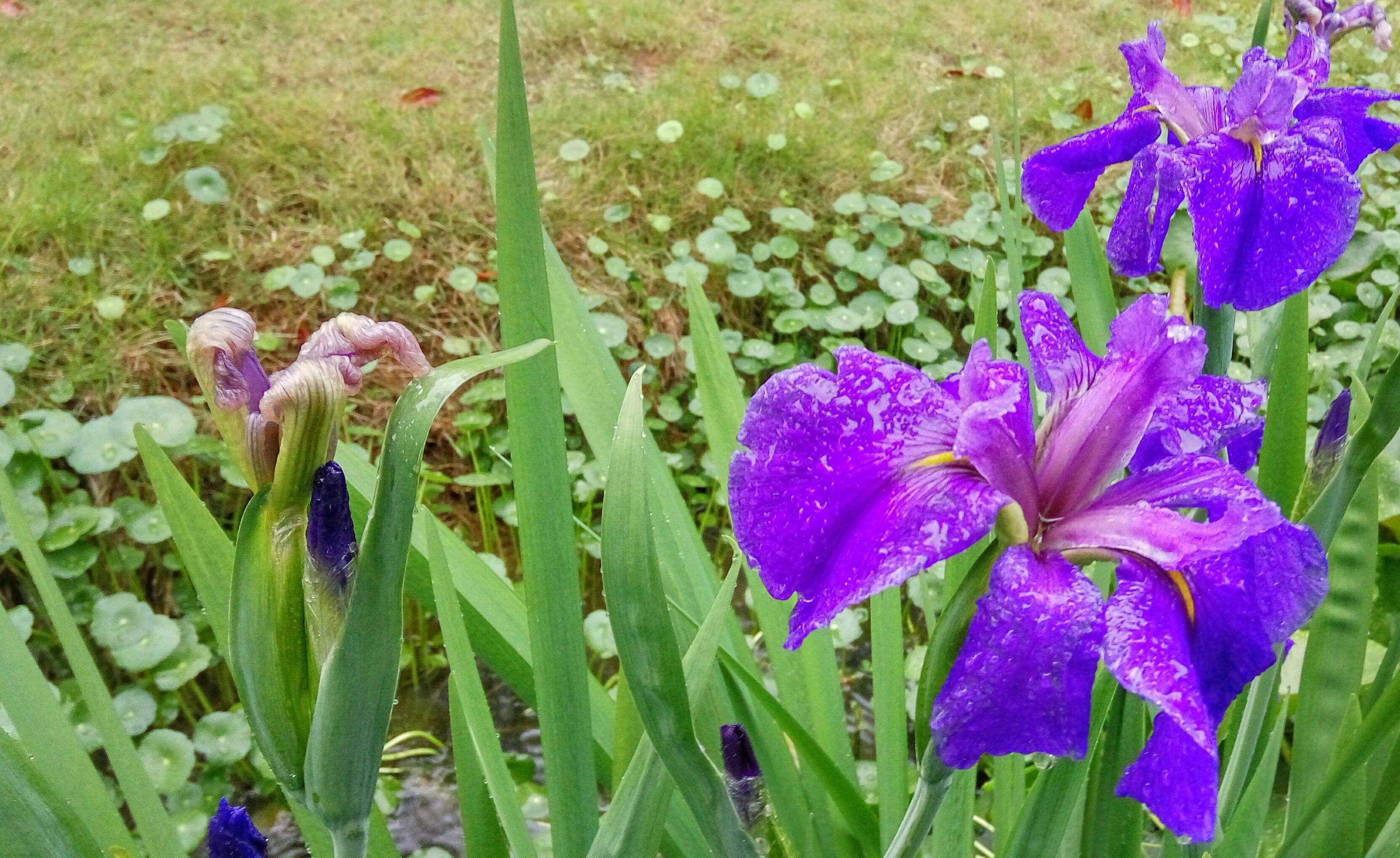  p>紫苞鸢尾(学名: i>iris ruthenica /i>  ker gawl.