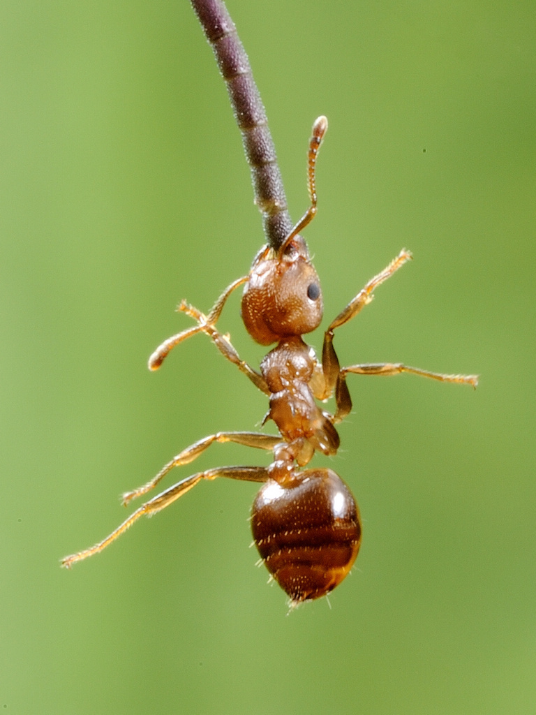  p>举腹蚁属(crematogaster) 指的是 a target="_blank" href="/item