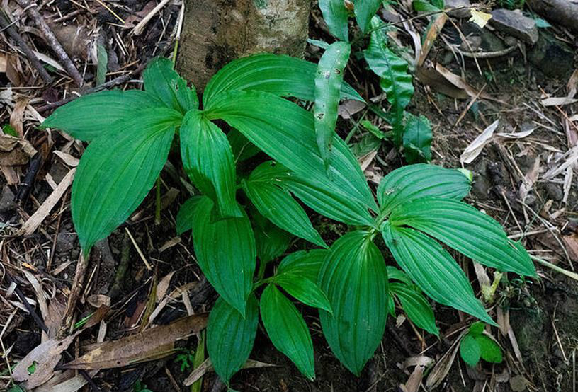 malaxis matsudai (yamamoto) hatusima