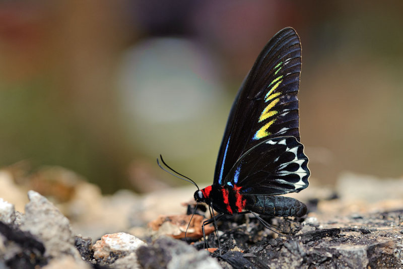  p>翠叶红颈凤蝶(学名: i>trogonoptera brookiana /i>)是凤蝶科红颈