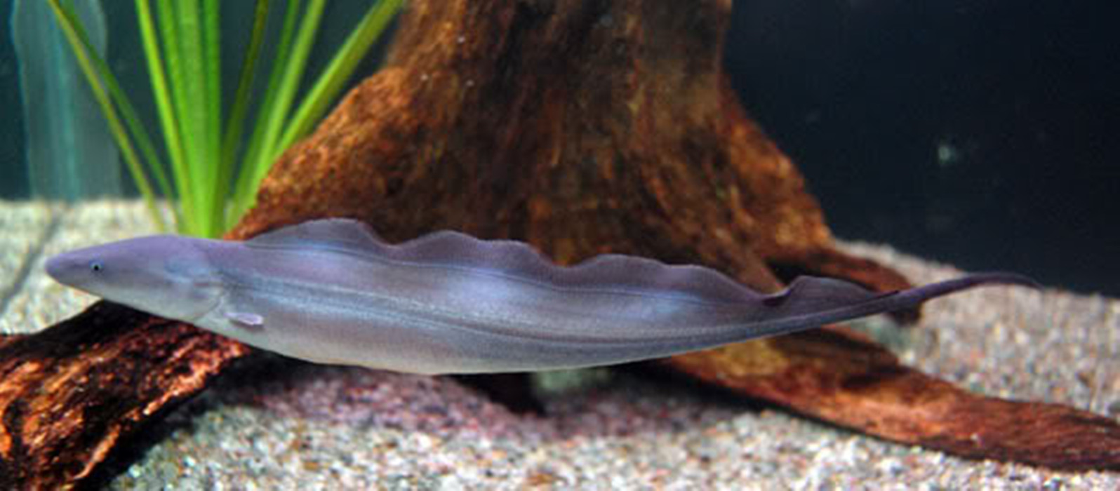  p>裸臀鱼科 ,又称反天刀, a target="_blank" href="/item/尼罗河