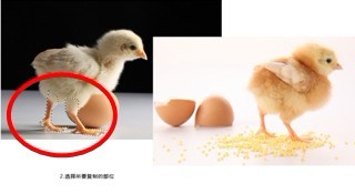 多翅鸡,多出于互联网上关于多翅鸡的报道,具体名称有蜘蛛鸡,变异鸡