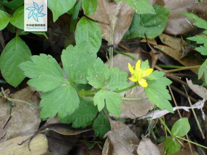 为毛茛科毛莨属的植物.多年生草本.须根伸长簇生.