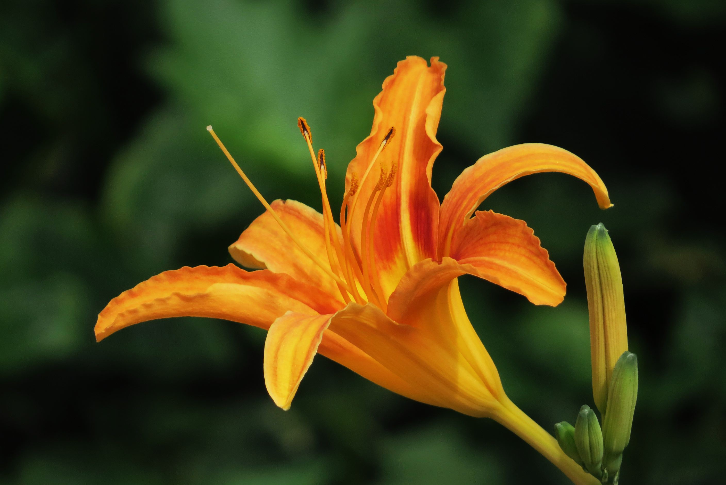  p>北黄花菜 i>(学名:hemerocallis lilioasphodelus  /i>linn.