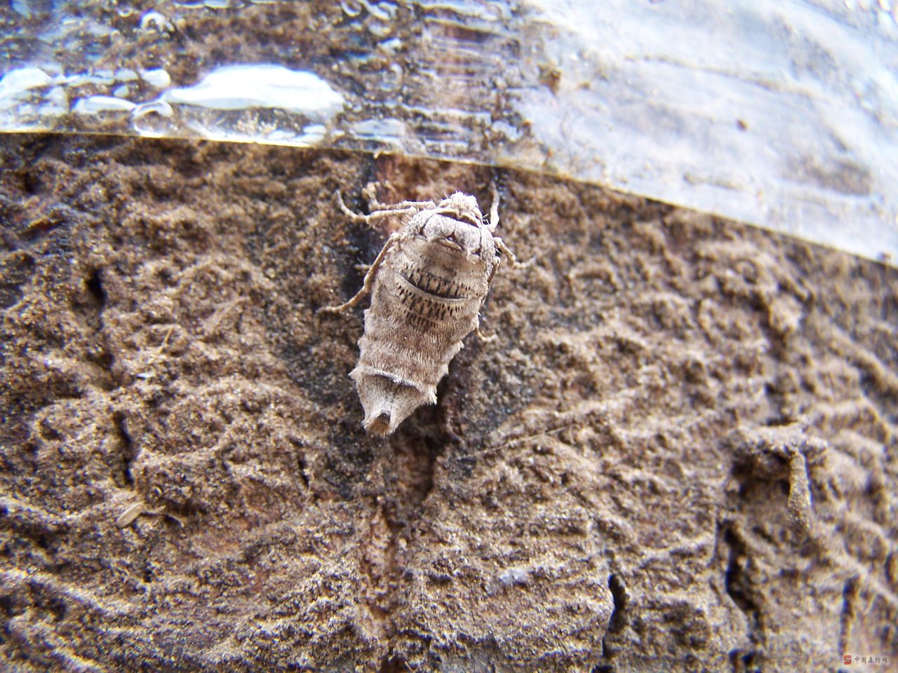  p>春尺蛾, i>apocheima cinerarius  /i>erschoff, a target="_blank