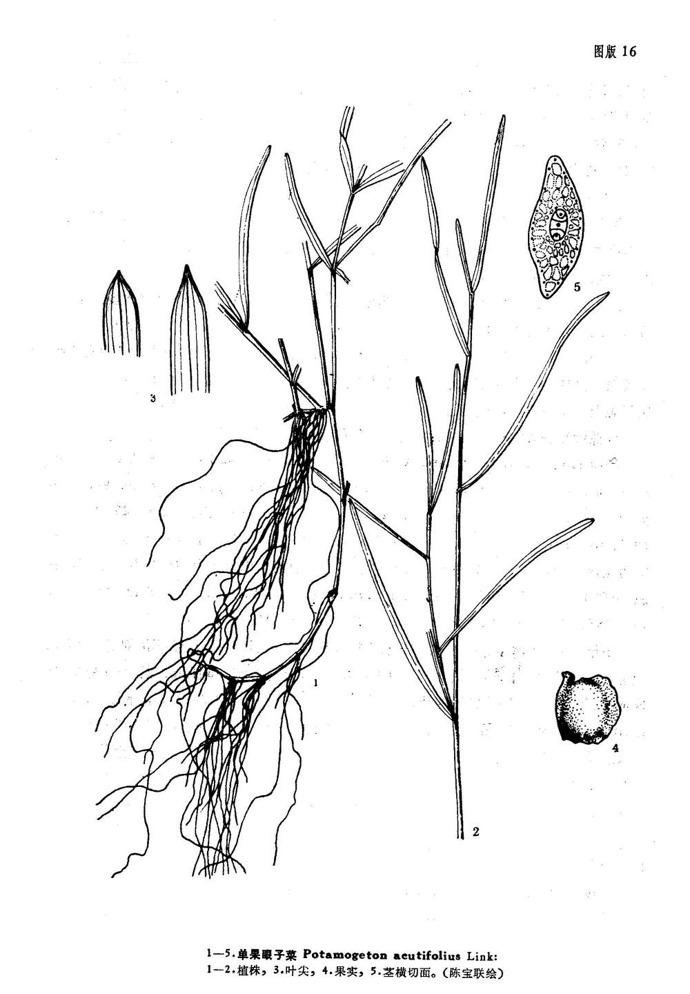  p>单果眼子菜,沉水草本,无根茎.