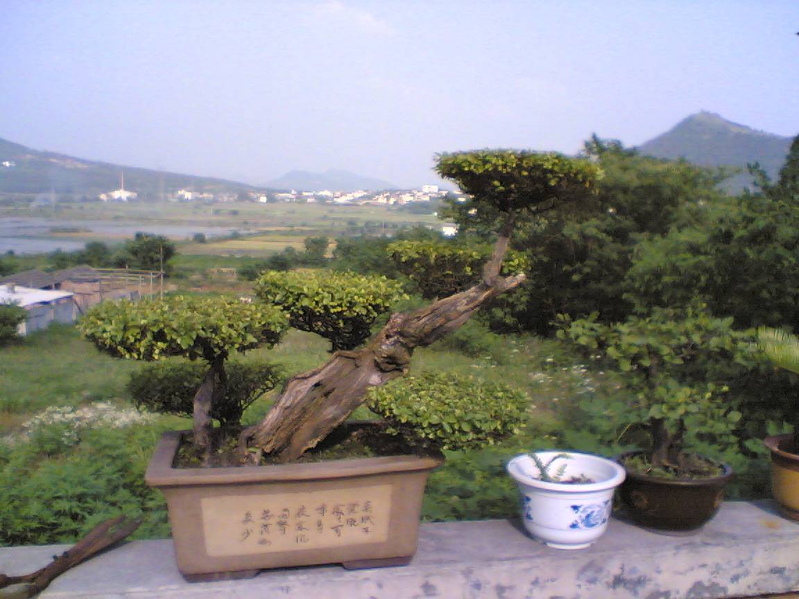  p>雀梅自古以来就是制作盆景的重要材料,素有盆景"七贤"之一的美称.