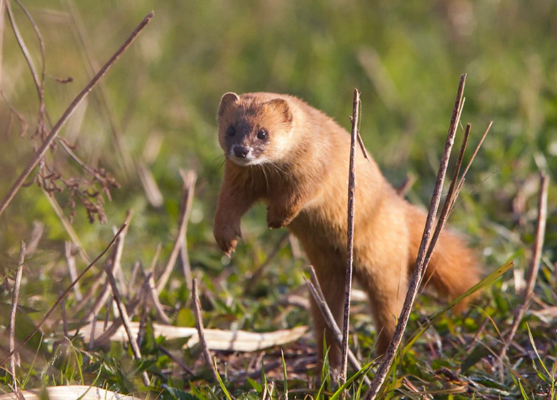  p>日本鼬(学名: i>mustela itatsi /i>):是哺乳纲,鼬科的一种 a