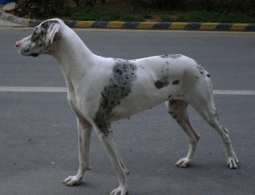  p>大丹犬(great dane)原产于 a href="#" da