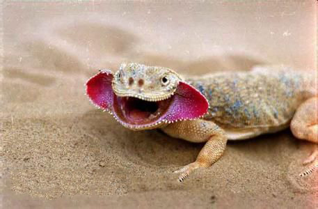  p>大耳沙蜥(学名: i>phrynocephalus mystaceus, /i>)为鬣蜥科沙蜥属