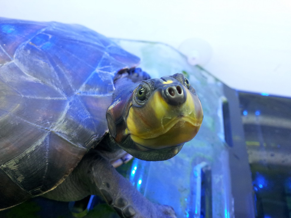 颈龟(学名: i>podocnemis unifilis /i>)是侧颈龟科,南美侧颈龟属动物