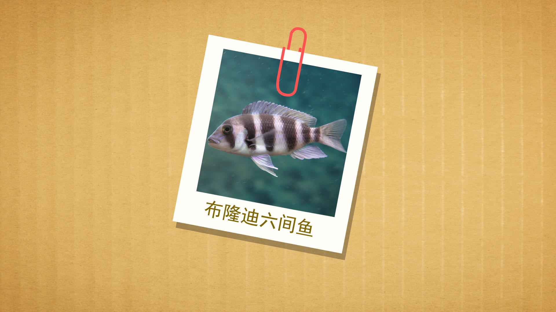 一分钟了解布隆迪六间鱼
