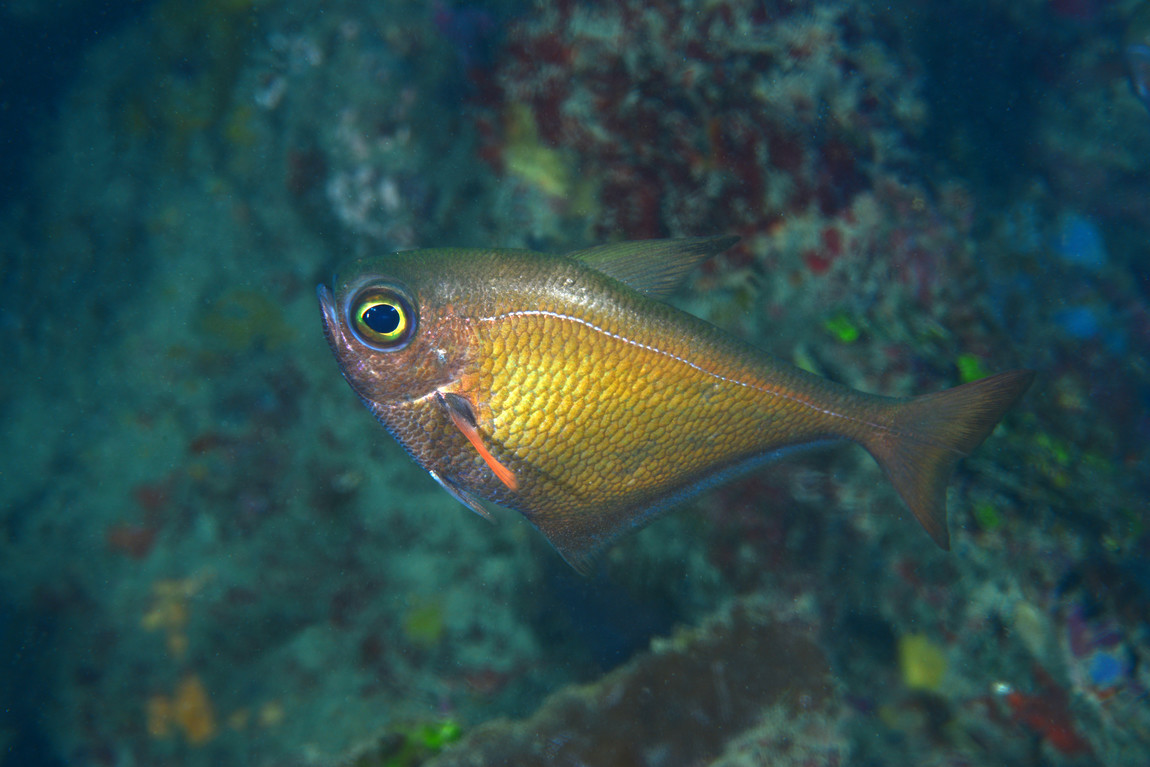 短颌长鳍金眼鲷