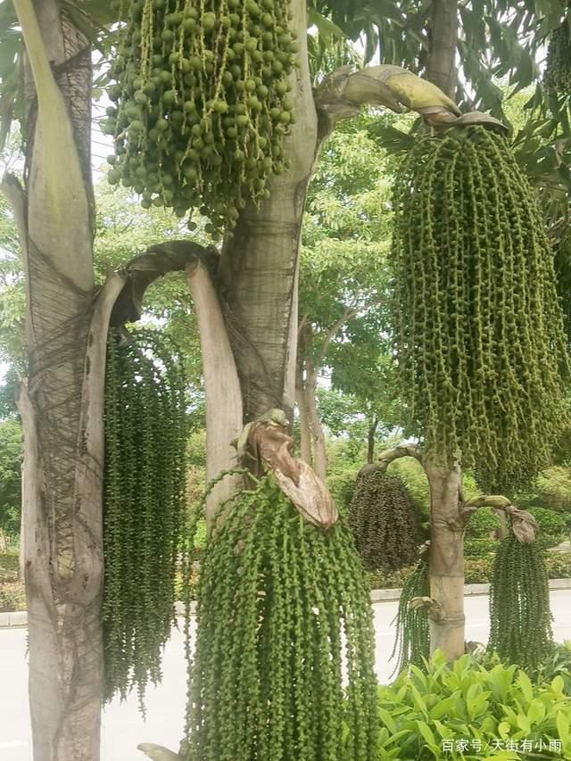葵( i>caryota maxima /i> blume ex martius),棕榈科鱼尾葵属植物