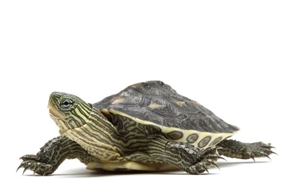  p>花龟(学名: i>mauremys sinensis /i>)是龟科,拟水龟属动物.