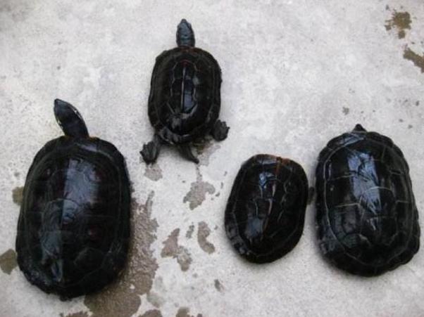  p>黑颈乌龟(学名: i>mauremys nigricans /i>)是龟科,乌龟属爬行动物