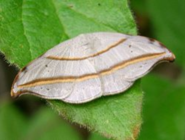 缘线钩蛾, i>nordstroemia angula /i> (chu et wang,1988),钩蛾科 a