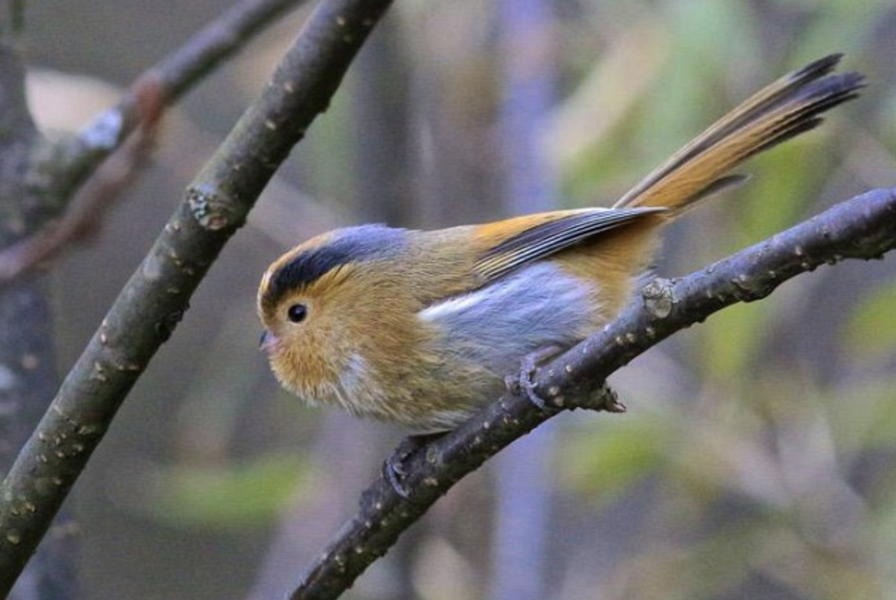  p>黄额鸦雀(学名: i>suthora fulvifrons /i>)是莺科,鸦雀属小型鸟类