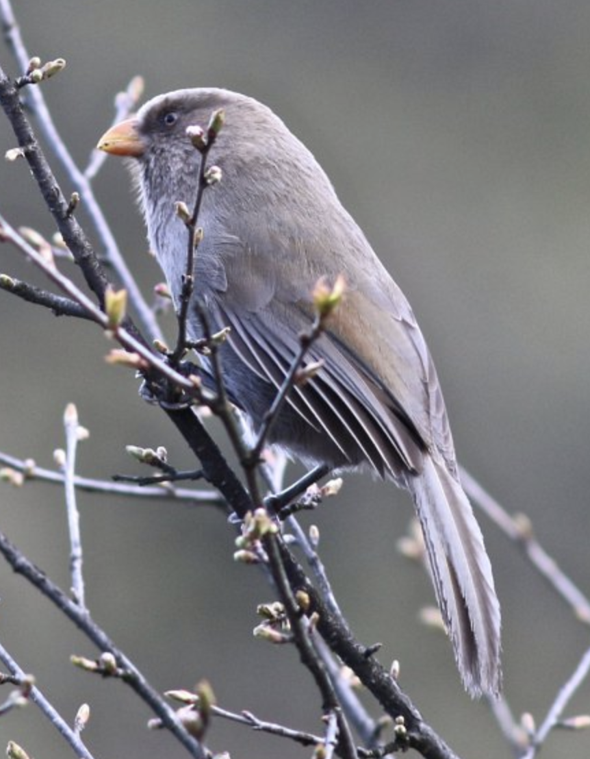  p>红嘴鸦雀(学名: i>conostoma aemodium /i>)是莺科,红嘴鸦雀属中型