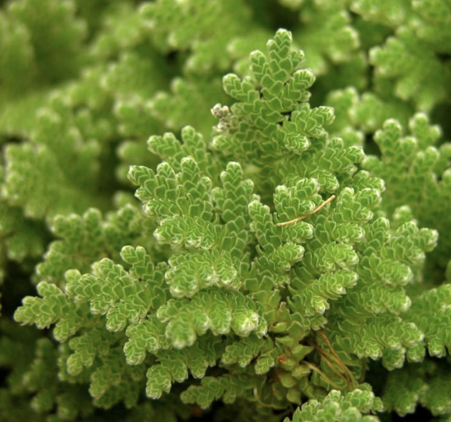 是满江红科,满江红属植物.