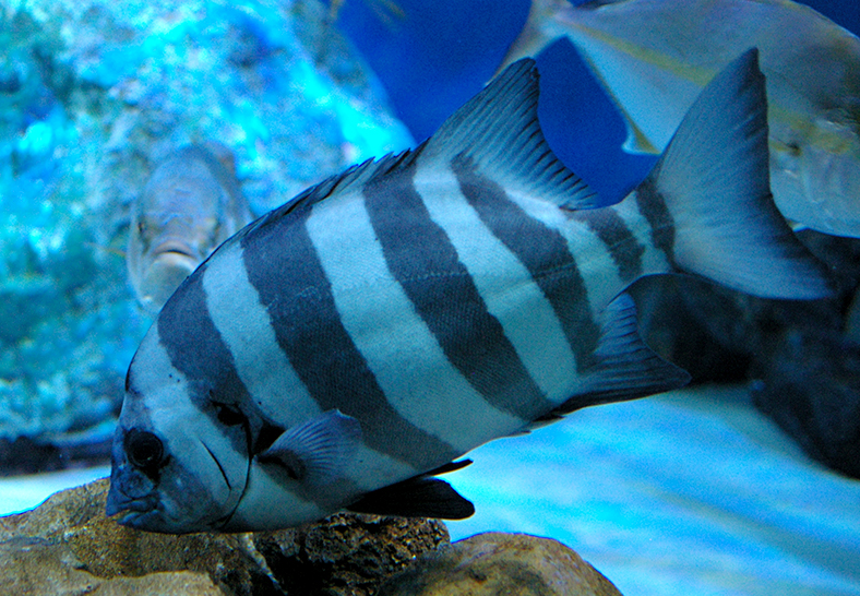  p>条石鲷(学名: i>oplegnathus fasciatus /i>)是石鲷科,石鲷属一种