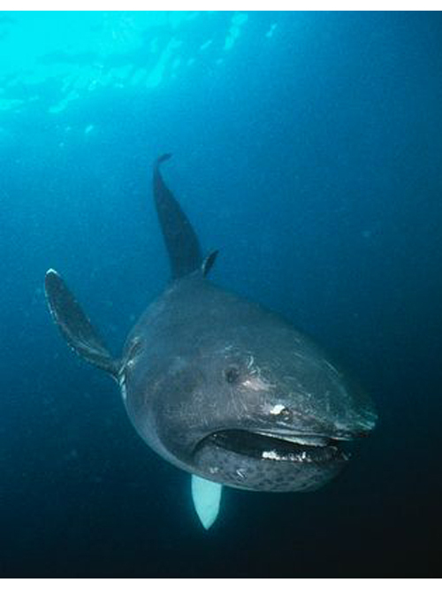 巨口鲨