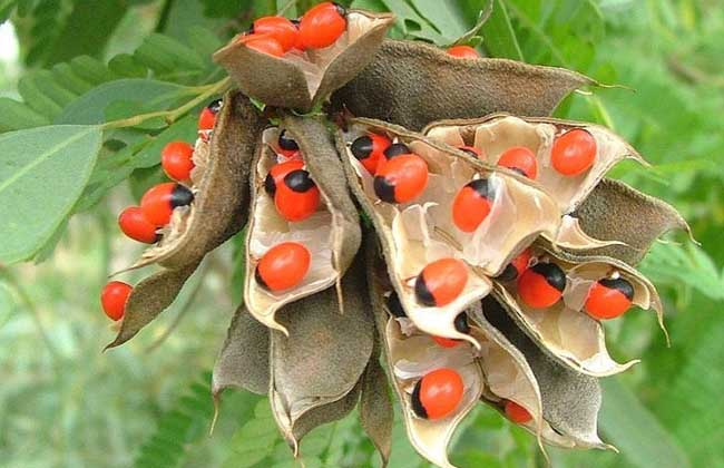  p data-id="txtxsqs3bqie">相思子,豆科红豆属藤本植物,茎细长,老茎