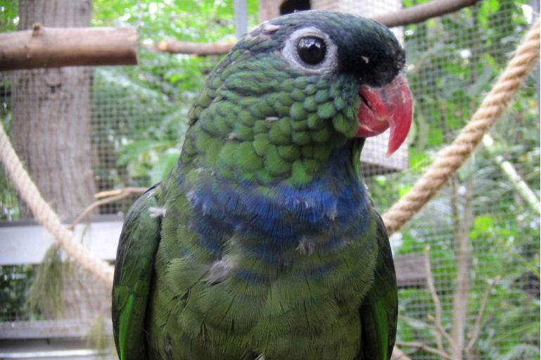 红嘴鹦哥委内瑞拉亚种