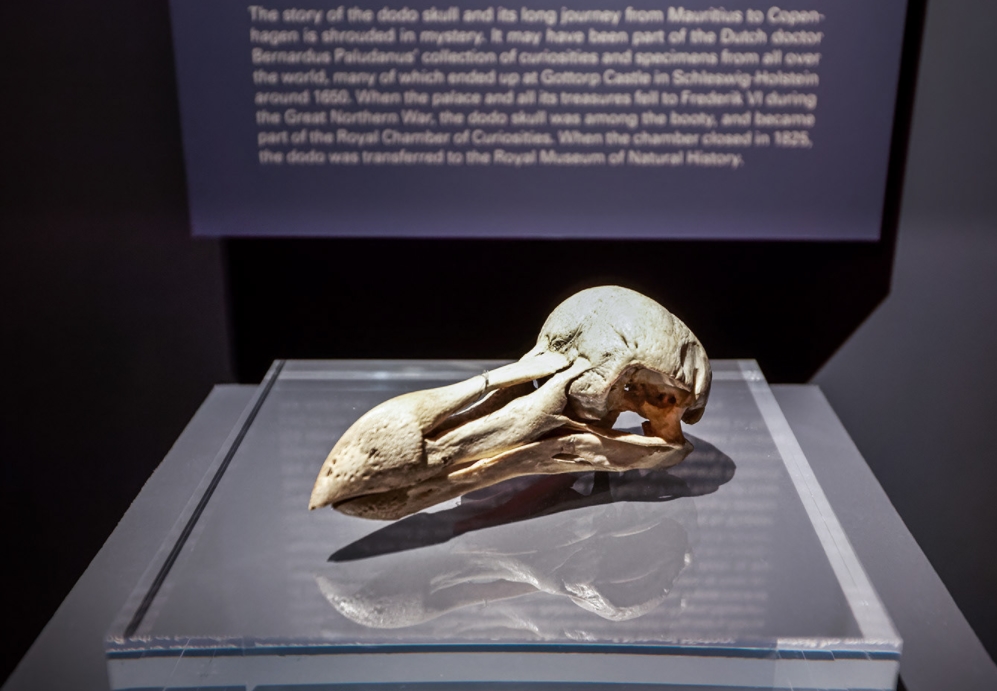  p>渡渡鸟( i>raphus cucullatus /i>):是鸽形目,鸠鸽科的一种已灭绝