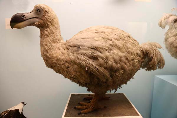  p>渡渡鸟( i>raphus cucullatus /i>):是鸽形目,鸠鸽科的一种已灭绝