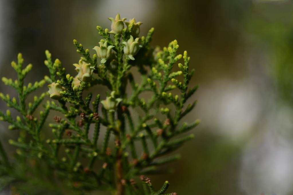  p>千头柏(学名: i>platycladus orientalis  /i>(linn.) franco cv.