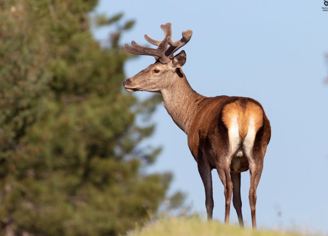  p>欧洲马鹿(学名: i>cervus elaphus /i>):是鹿科,鹿属的动物.