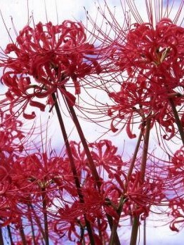 查理九世之血染的彼岸花(曼珠沙华)