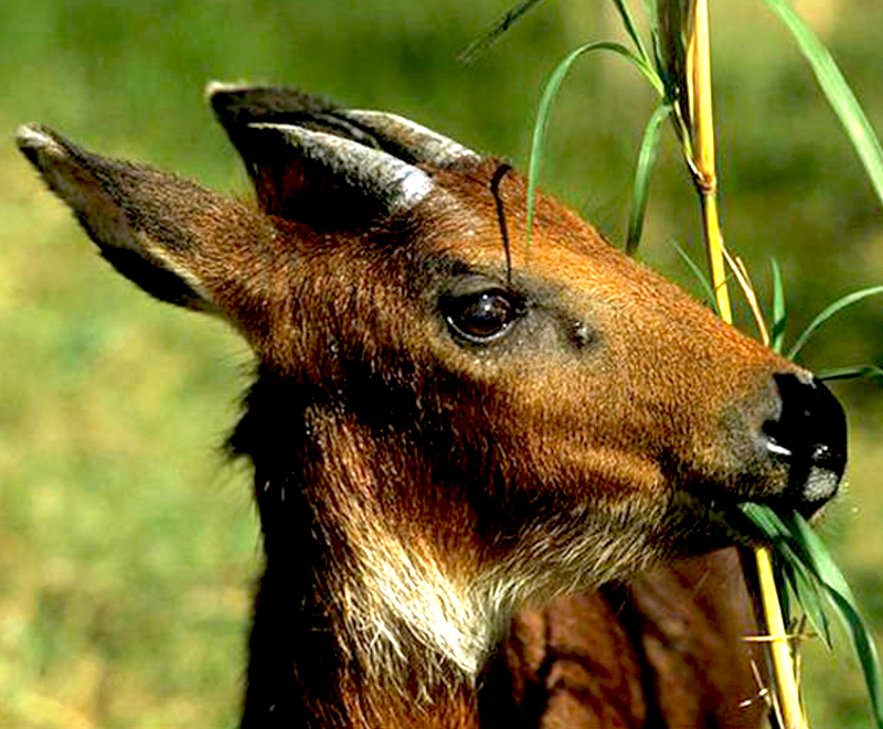  p>赤鬣羚( i>capricornis rubidus /i>):是偶蹄目,牛科,鬣羚属的哺乳