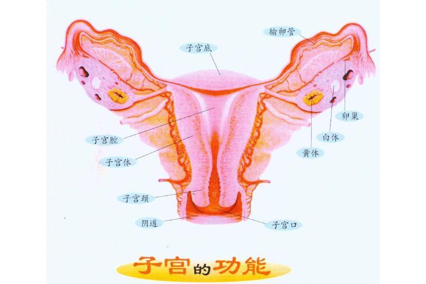 子宫内膜薄
