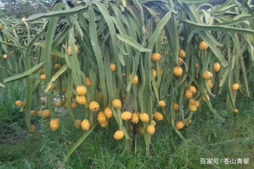 这是一种珍贵的植物，结的果实香甜可口，一斤要上百元_百科TA说