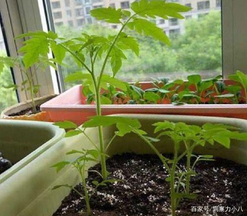 想在阳台种西红柿，土里种根枝条，7天生根，蹭蹭长出红果子_百科TA说