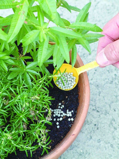 盆花施肥法