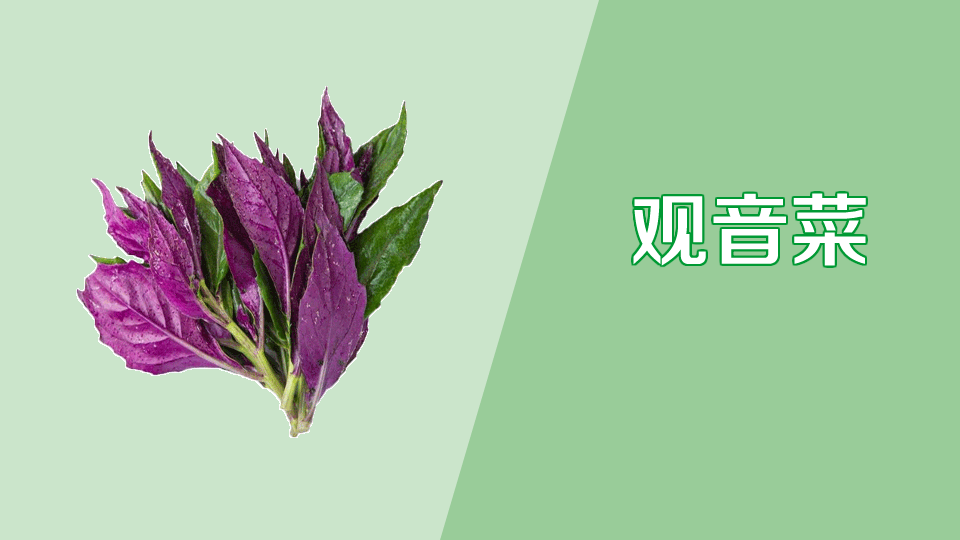 观音菜:一种具有强身健体作用的绿色有机保健蔬菜