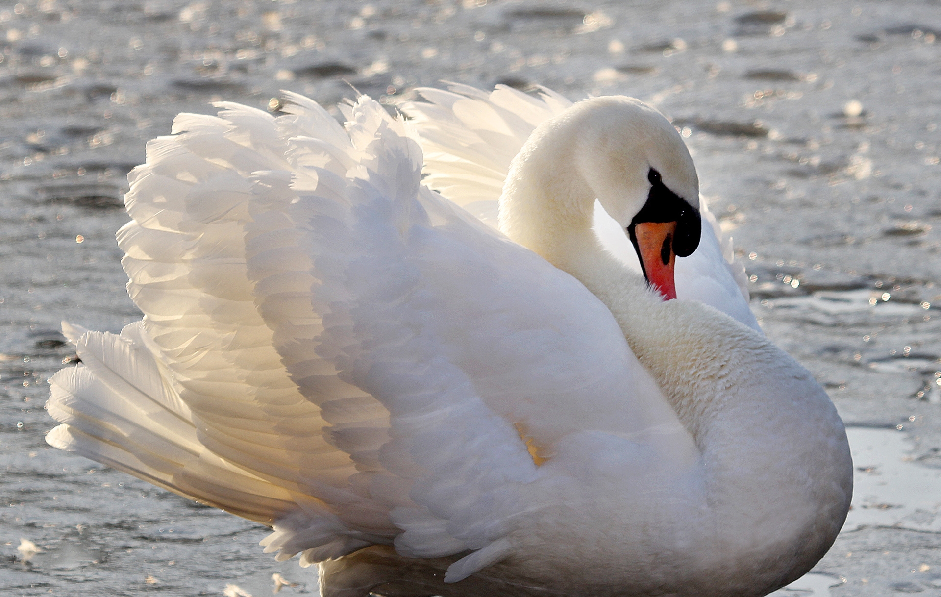 p>疣鼻天鹅(学名: i>cygnus olor /i>):是鸟纲,鸭科,天鹅属的一种
