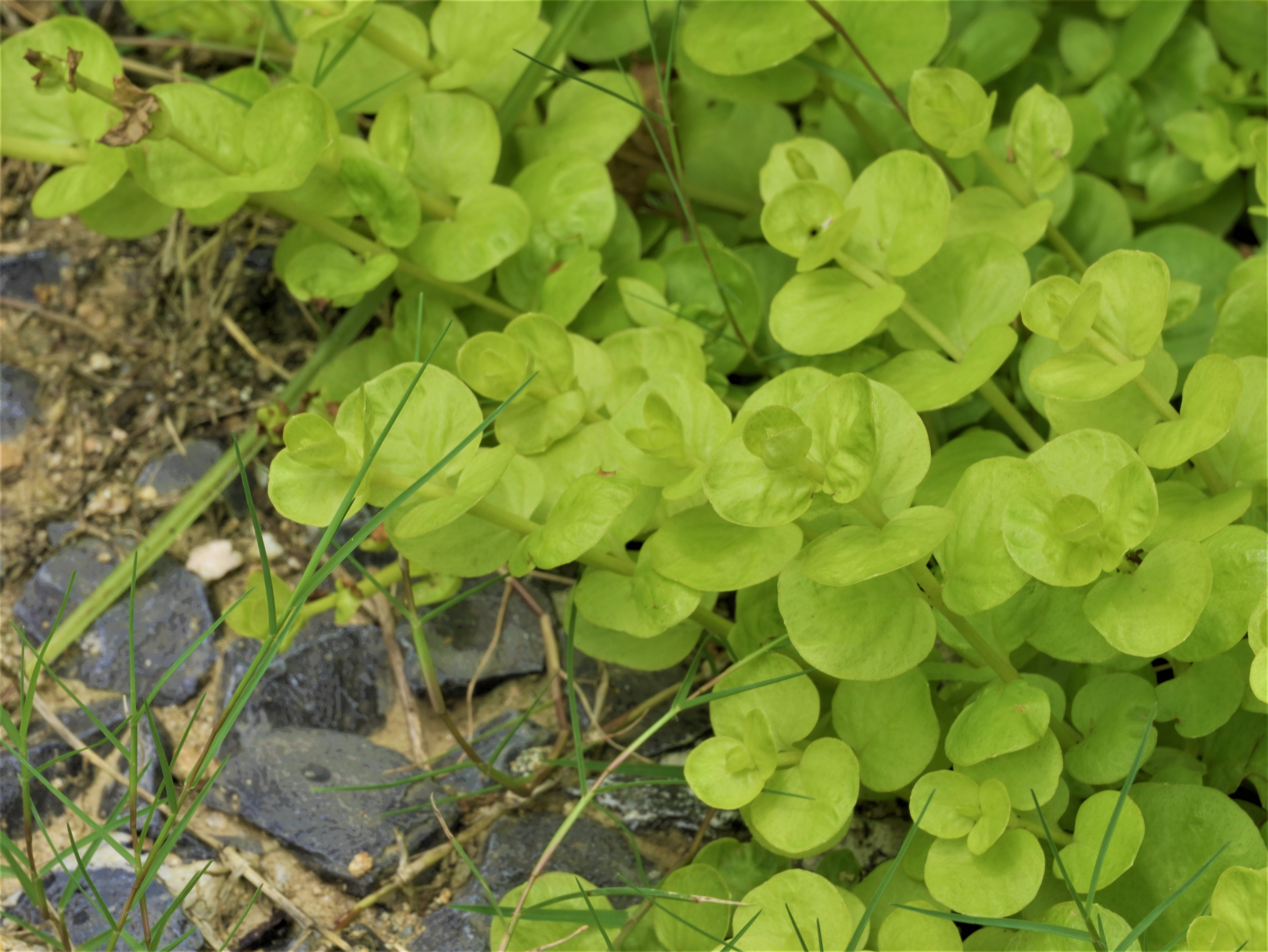  p data-id="tzkmxjmukqqe">金叶过路黄(lysimachia nummularia 